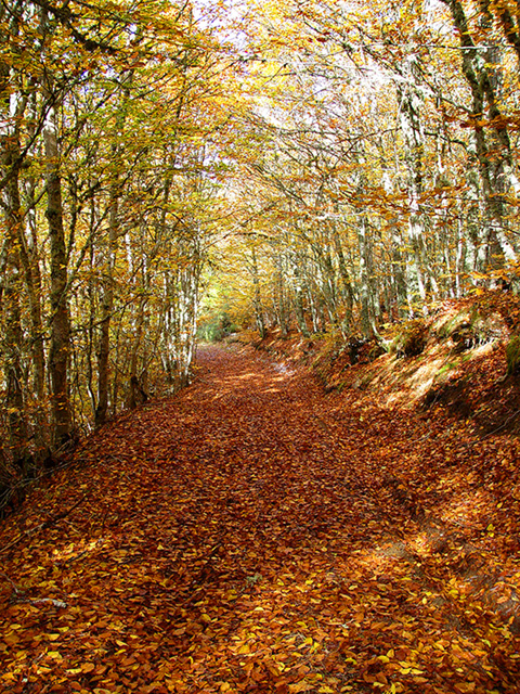 Una cosa lleva a la otra