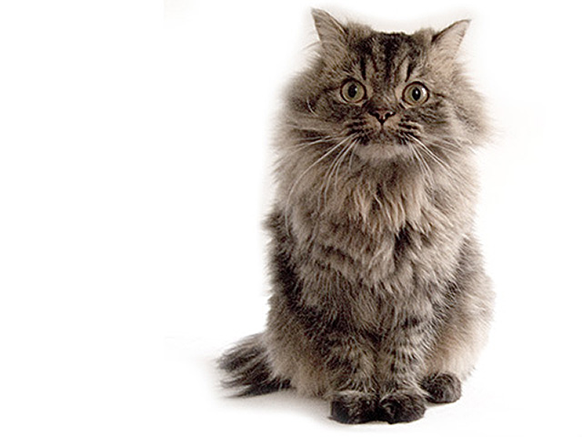 Una cosa lleva a la otra