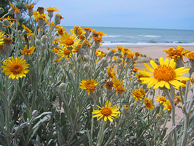 Una cosa lleva a la otra