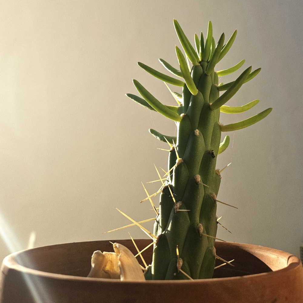 Una cosa lleva a la otra